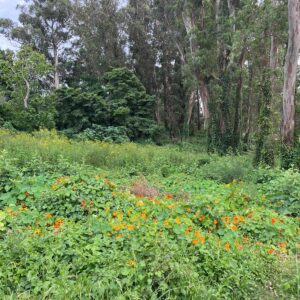 2 Terrenos linderos a la Venta en Punta del Este || Zona Golf 2.078m2